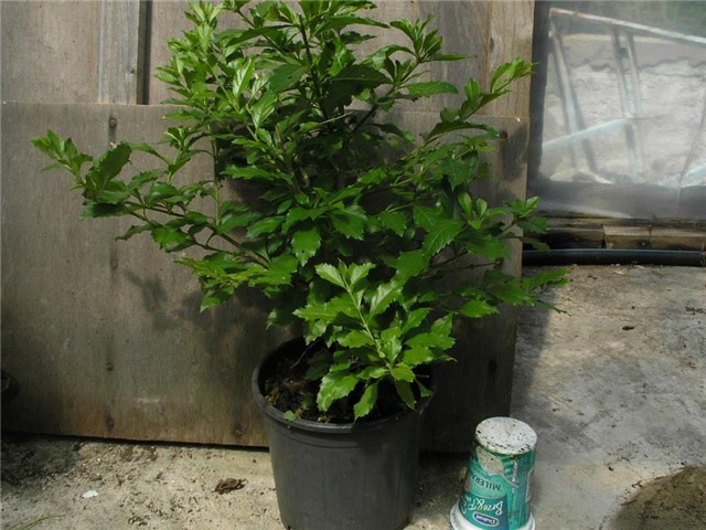 duranta velika, 3 god